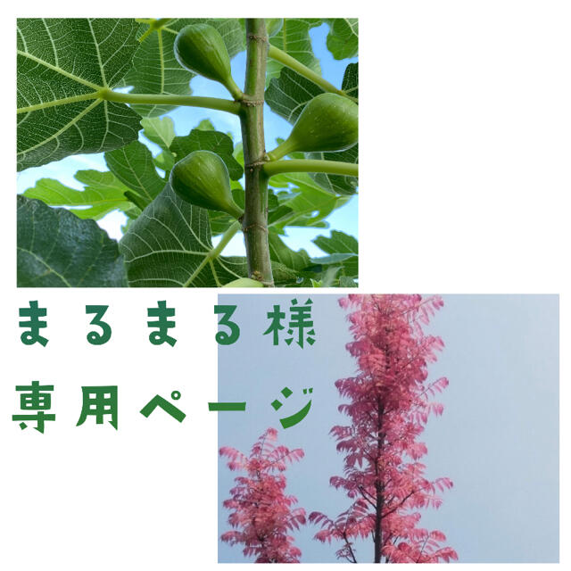まるまる様 専用ページの通販 by nonohana* garden shop|ラクマ