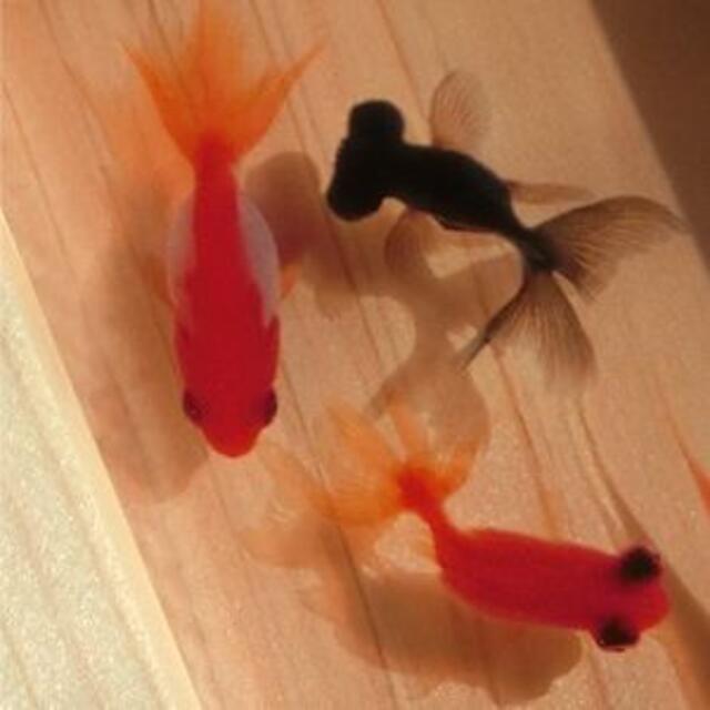  アクリルアート 祭 プレゼント アクリル樹脂 樹脂金魚 3D金魚 ギフト  ハンドメイドのおもちゃ(ミニチュア)の商品写真