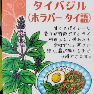 かかとさん。専用、バジル苗4種類(プランター)