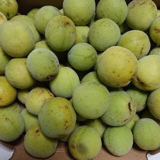 ✨無農薬の梅✨       １．３kg(フルーツ)