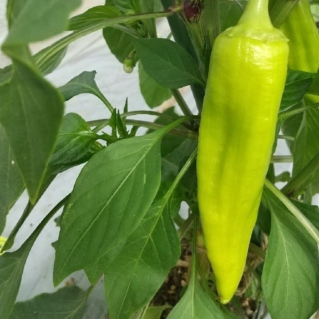 新鮮野菜【畑〜直送便80sizeでお届け致します】農薬不使用 食品/飲料/酒の食品(野菜)の商品写真