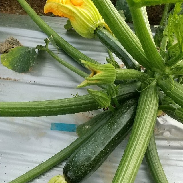 新鮮野菜【畑〜直送便80sizeでお届け致します】農薬不使用 食品/飲料/酒の食品(野菜)の商品写真