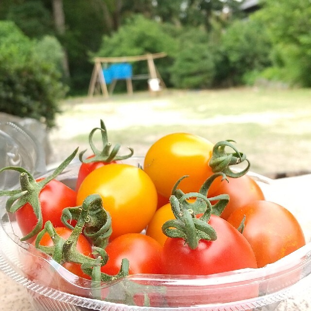 新鮮野菜【畑〜直送便80sizeでお届け致します】農薬不使用 食品/飲料/酒の食品(野菜)の商品写真