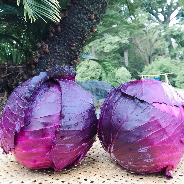 新鮮野菜【畑〜直送便80sizeでお届け致します】農薬不使用 食品/飲料/酒の食品(野菜)の商品写真