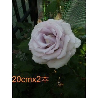 🌸強香ステンレススチール約20cmx2本挿し穂四季咲き◇萎れ等の評価下げご容赦(プランター)