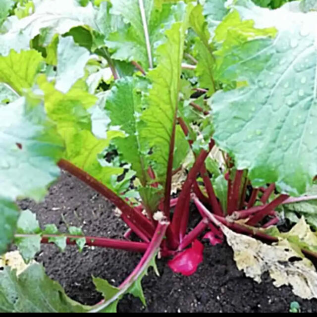 大人気！◆甘い♡サラダビーツ◆育てやすい健康野菜【オーガニック種子　50粒】 ハンドメイドのフラワー/ガーデン(その他)の商品写真