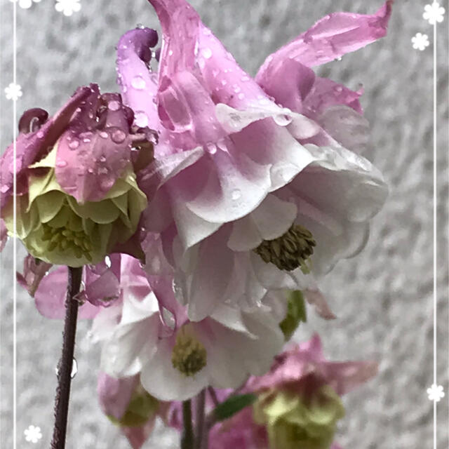 オダマキ　2品種 40粒 ハンドメイドのフラワー/ガーデン(その他)の商品写真