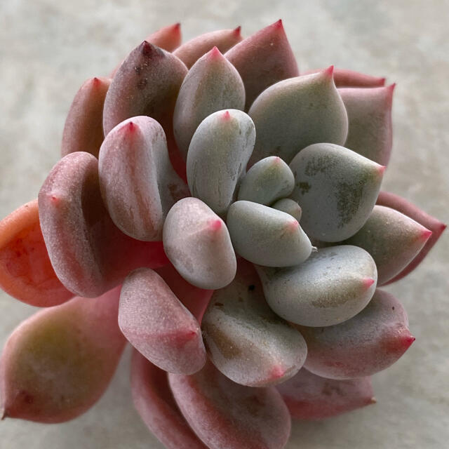 多肉植物 オレンジシャーベットの通販 By かりんこ S Shop ラクマ 多肉植物 オレンジシャーベットの通販 By かりんこ S Shop ラクマ