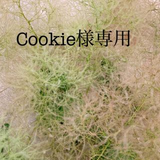 ♪Cookie様専用♪ スモークツリー グリーンボール 葉付き(ドライフラワー)