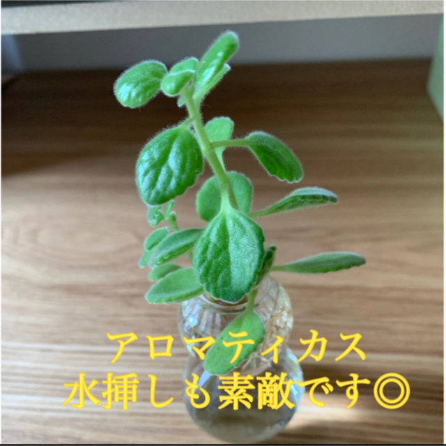 セダム(多肉植物)　カット苗&抜き苗　詰め合わせ ハンドメイドのフラワー/ガーデン(その他)の商品写真