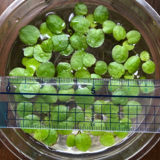 水草 浮き草 アマゾンフロッグピット大きいサイズ7株(アクアリウム)