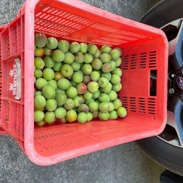  紀州南高梅　大粒10kg（和歌山産）農家直送 食品/飲料/酒の食品(フルーツ)の商品写真