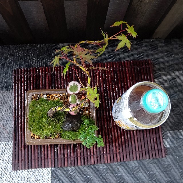 イロハモミジ曲がり盆栽仕立て ハンドメイドのフラワー/ガーデン(その他)の商品写真