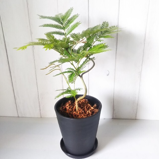 ③エバーフレッシュ曲がり‼️観葉植物!樹形綺麗!高級セラアート黒