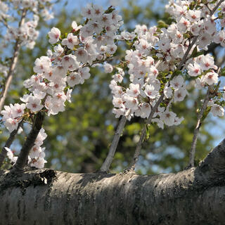 桜　ソメイヨシノ　挿し穂　12本　■送料無料　sakura 　さくら　庭木　植木(プランター)