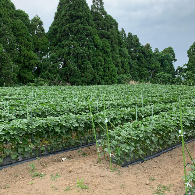 オクラ 訳あり 40本 食品/飲料/酒の食品(野菜)の商品写真