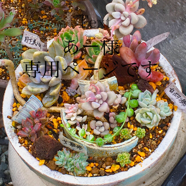 多肉植物リメイク缶鉢寄せ植えにどうぞ^ ^あー様専用ページです^ ^の ...