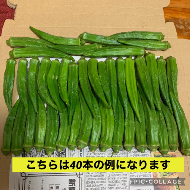 オクラ 訳あり 40本 食品/飲料/酒の食品(野菜)の商品写真