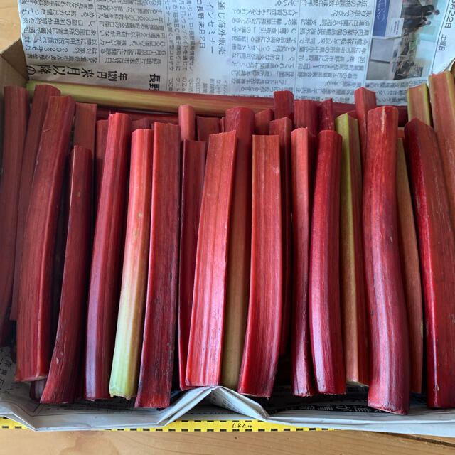 長野県産赤いルバーブ１キロ!! 食品/飲料/酒の食品(野菜)の商品写真