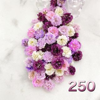 ドライフラワー✩.*˚かすみ草✩.*˚250パープルMIX♡(ドライフラワー)