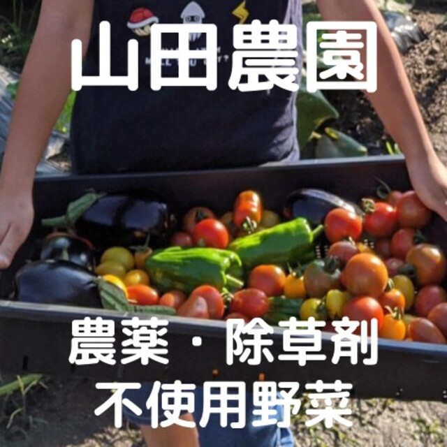 【受注収穫】農薬・除草剤不使用野菜の詰合せ(60サイズ箱) 食品/飲料/酒の食品(野菜)の商品写真
