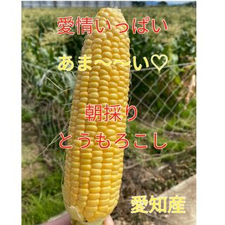 今シーズン初☆甘さ太鼓判 朝採れ とうもろこし（訳あり）(野菜)