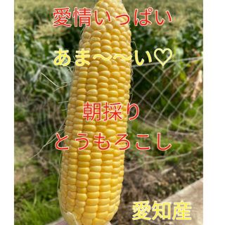 今シーズン初 甘さ太鼓判 朝採れ　とうもろこし（訳あり）(野菜)