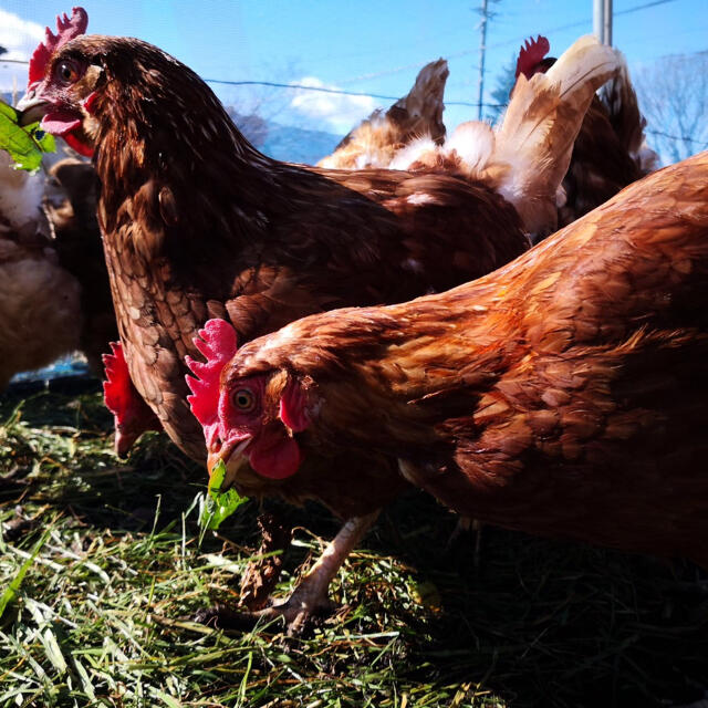 訳あり　平飼いたまご10個入り3パック 国産もみじの卵　新鮮 食品/飲料/酒の食品(野菜)の商品写真