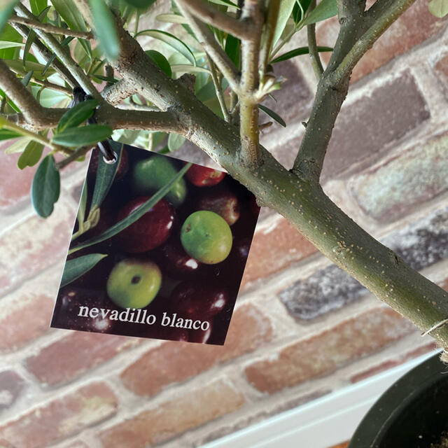 観葉植物　創樹(SOUJU)  幹太　オリーブの木　5号　ネバディロブランコ　2 ハンドメイドのフラワー/ガーデン(プランター)の商品写真