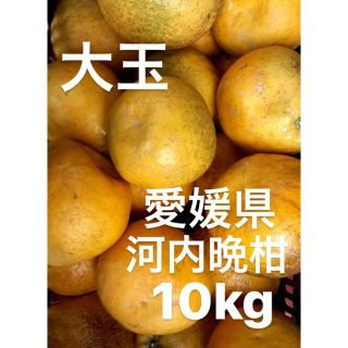 愛媛県　宇和ゴールド　河内晩柑　10kg(フルーツ)