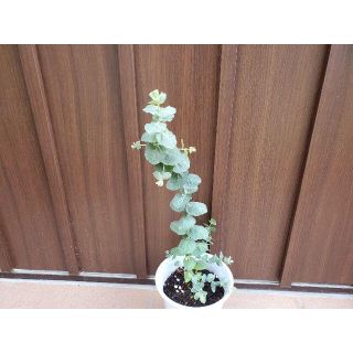 ユーカリ　クルセアナ　鉢植え　観葉植物　シンボルツリーに♪　希少(プランター)