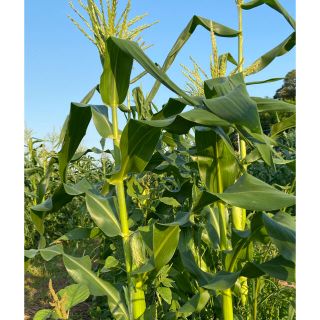 トウモロコシ🌽　ゴールドラッシュ　60サイズ(野菜)