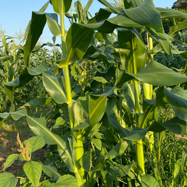 トウモロコシ🌽　ゴールドラッシュ　60サイズ 食品/飲料/酒の食品(野菜)の商品写真