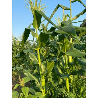 トウモロコシ🌽　(野菜)