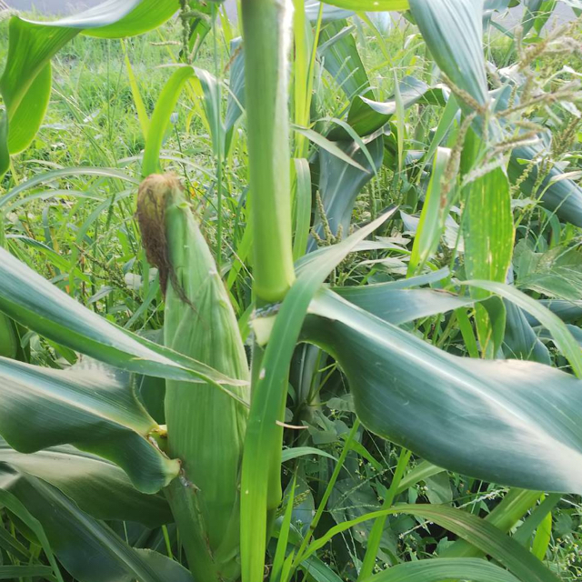 トウモロコシ🌽 食品/飲料/酒の食品(野菜)の商品写真