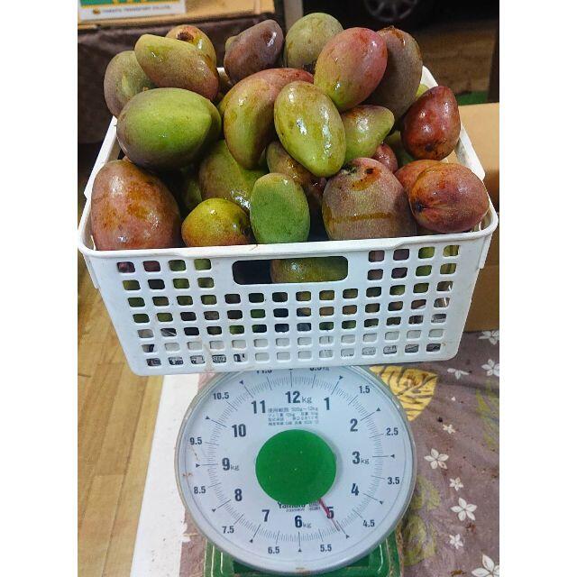 限定出品！沖縄産マンゴー摘果マンゴー5kgサラダやピクルスに！ 食品/飲料/酒の食品(フルーツ)の商品写真