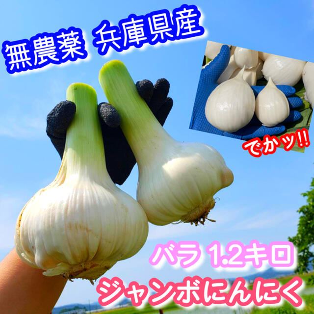 生 ジャンボにんにく 新鮮野菜 家庭菜園 兵庫県産 1.2キロ 食品/飲料/酒の食品(野菜)の商品写真