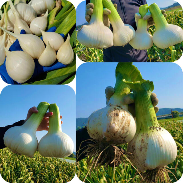 生 ジャンボにんにく 新鮮野菜 家庭菜園 兵庫県産 1.2キロ 食品/飲料/酒の食品(野菜)の商品写真