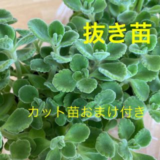 多肉植物　アロマティカス　抜き苗A(その他)