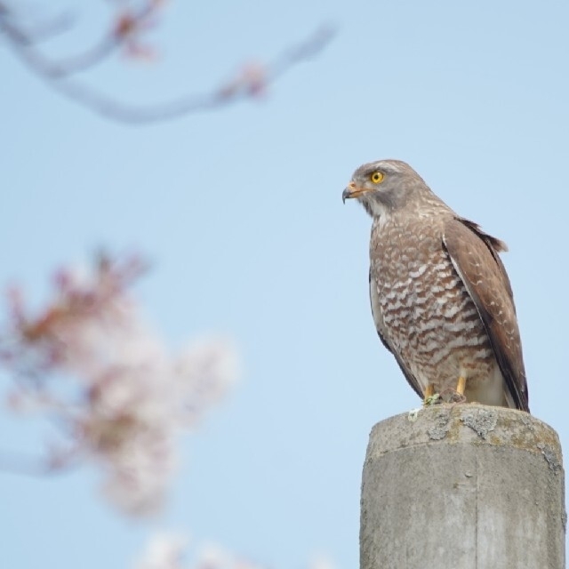 SIGMA(シグマ)のAPO 150-500mm F5-6.3 DG OS HSM SONY A スマホ/家電/カメラのカメラ(レンズ(ズーム))の商品写真