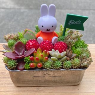 ★★モリモリ❤️可愛い★ミッフィー★寄せ植え★このまま飾れます★多肉植物(その他)