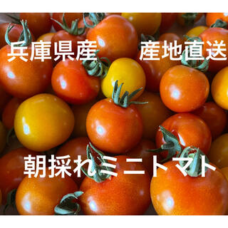 本日お値下げ❤︎ミニトマト千果1.2キロ(野菜)