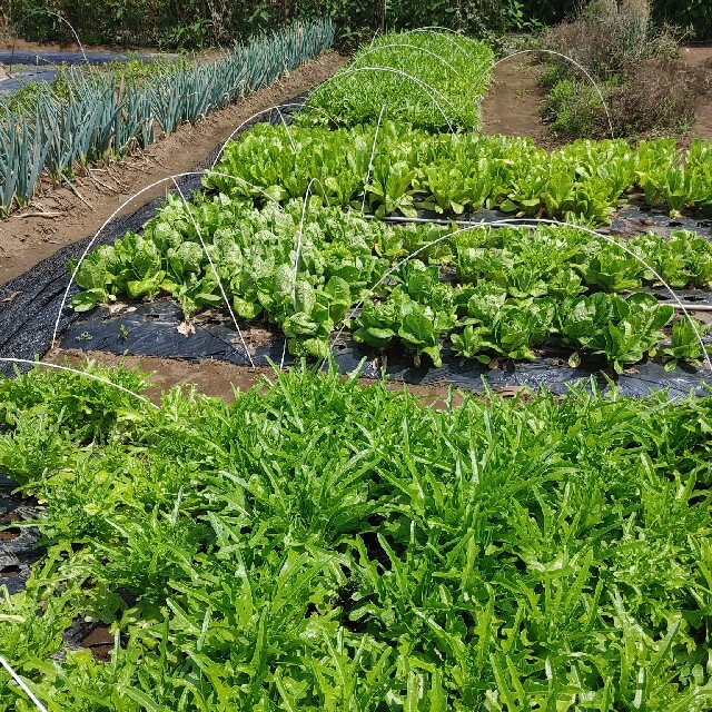 無農薬野菜セット　fickle beat 食品/飲料/酒の食品(野菜)の商品写真