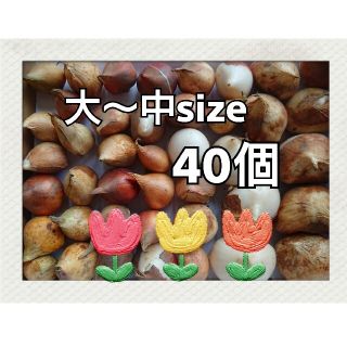 チューリップの球根 大～中size 40個(その他)