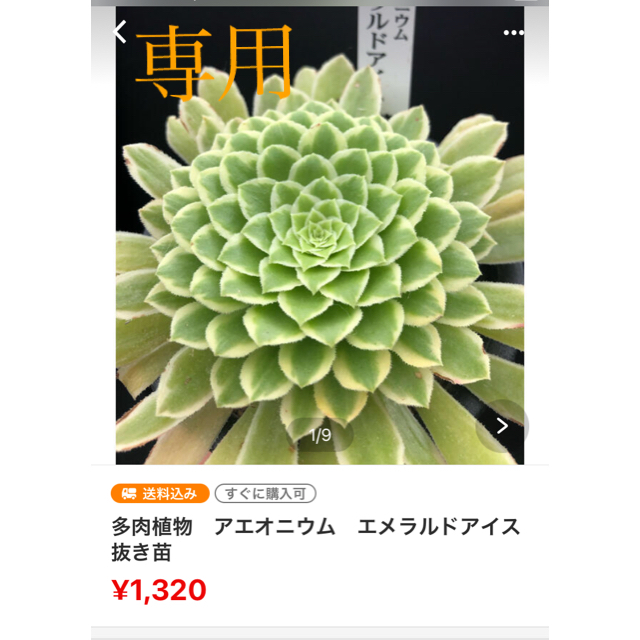 多肉植物　⭐︎専用⭐︎ アエオニウム　5種類　抜き苗