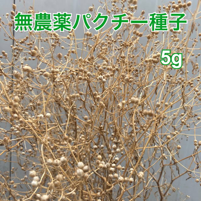 パクチー 種子 5g 食品/飲料/酒の食品(野菜)の商品写真