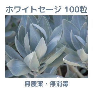 【無農薬・無消毒】ホワイトセージ（サルビア・アピアナ）の種 100粒(その他)