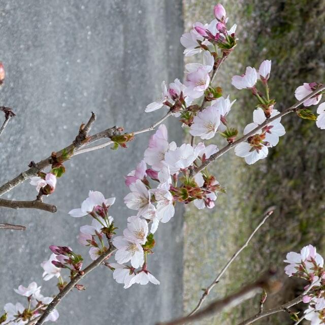 御殿場桜　挿し穂　御殿場ザクラ ３本 ■送料無料 挿木用 さくら ハンドメイドのフラワー/ガーデン(その他)の商品写真