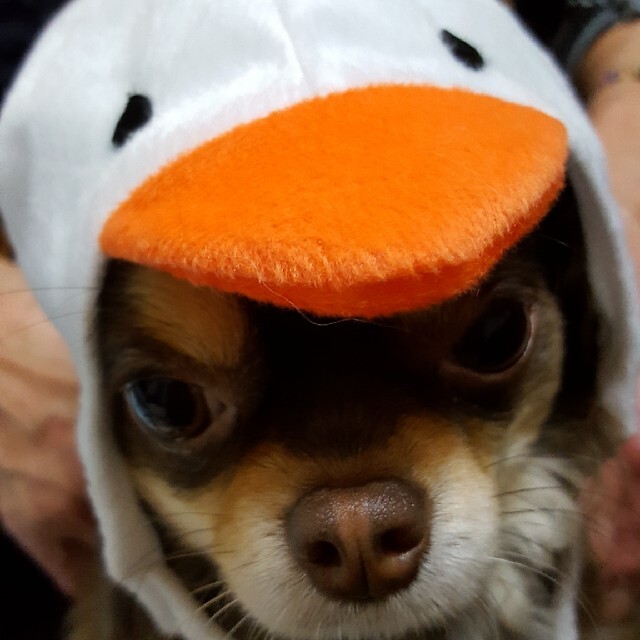 小型犬用 ニワトリ帽子 その他のペット用品(犬)の商品写真