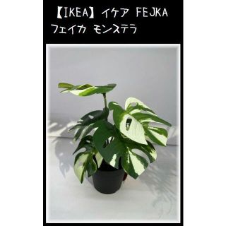 イケア(IKEA)の【IKEA】イケア FEJKA フェイカ モンステラ　観葉植物(その他)